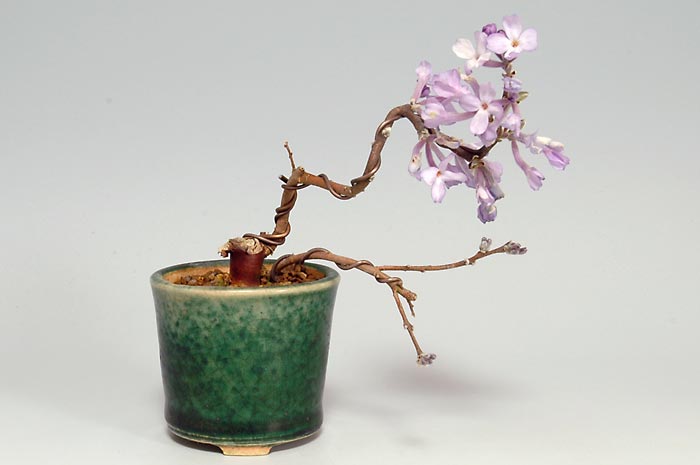 フジモドキH（ふじもどき・藤擬）花もの盆栽の販売と育て方・作り方・Lilac Daphne bonsai photo
