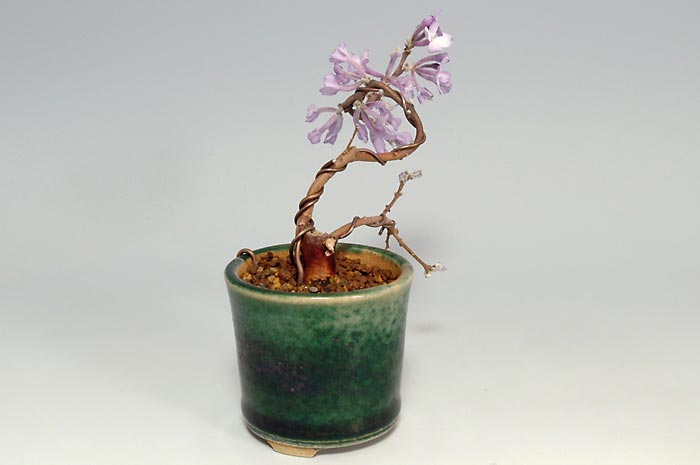 フジモドキH（ふじもどき・藤擬）花もの盆栽を左側から見た景色・Lilac Daphne bonsai photo