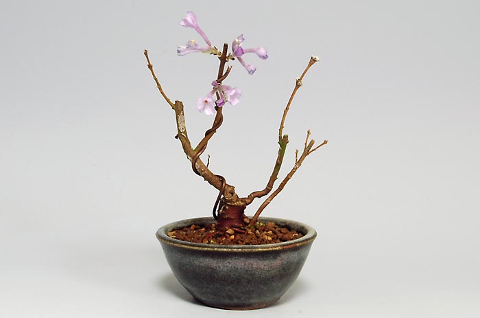 フジモドキI（ふじもどき・藤擬）花もの盆栽の販売と育て方・作り方・Lilac Daphne bonsai photo