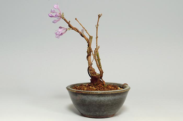 フジモドキI（ふじもどき・藤擬）花もの盆栽を右側から見た景色・Lilac Daphne bonsai photo