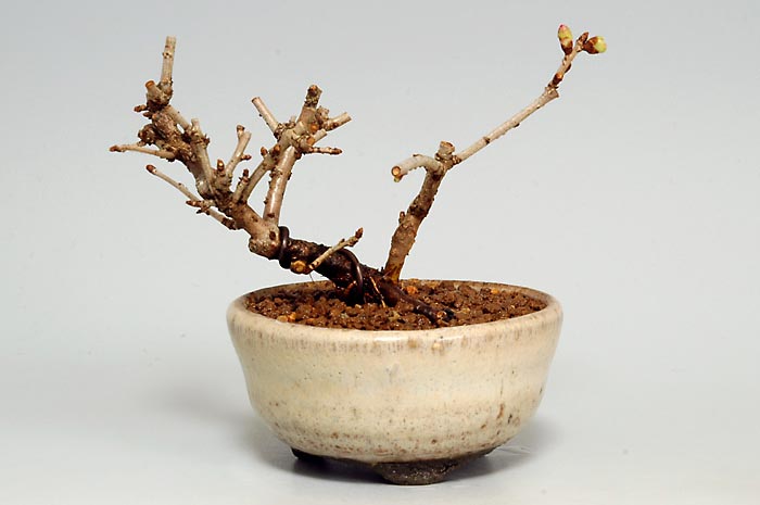 フジザクラA・サクラ（ふじざくら・さくら・富士桜・桜）花もの盆栽の販売と育て方・作り方・Prunus incisa Thunb. ex Murray bonsai photo
