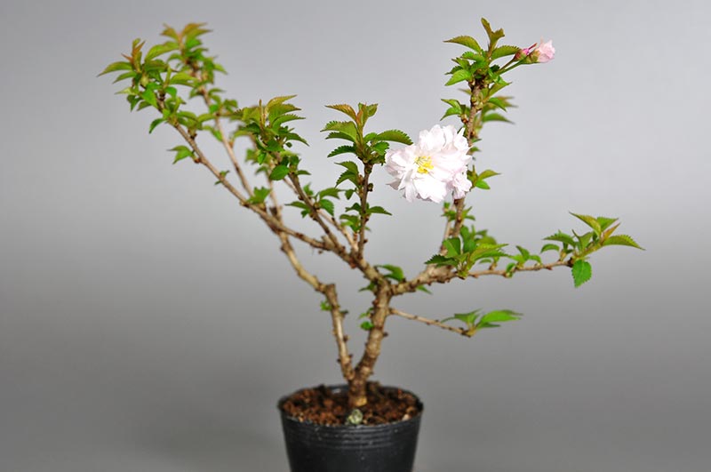 オシドリサクラ-B1（おしどりざくら・鴛鴦桜）花もの盆栽の販売と育て方・作り方・Prunus incisa Thunb. ex Murray bonsai