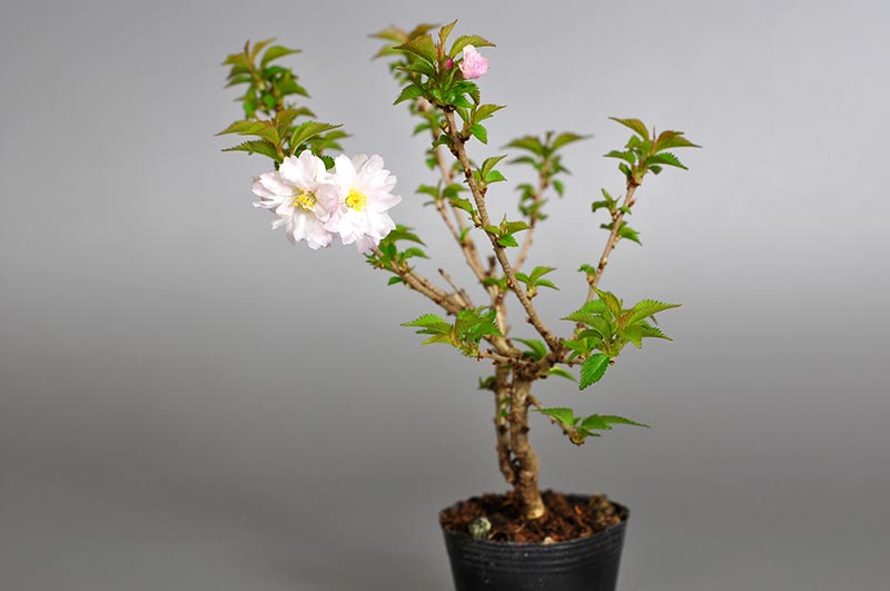 オシドリサクラ-B1（おしどりざくら・鴛鴦桜）花もの盆栽を右側から見た景色・Prunus incisa Thunb. ex Murray bonsai