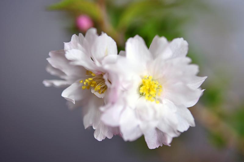 オシドリサクラ-B1（おしどりざくら・鴛鴦桜）花もの盆栽の花の景色・Prunus incisa Thunb. ex Murray bonsai