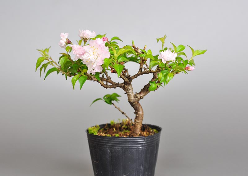 オシドリサクラ-C1（おしどりざくら・鴛鴦桜）花もの盆栽の販売と育て方・作り方・Prunus incisa Thunb. ex Murray bonsai