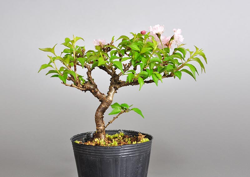 オシドリサクラ-C1（おしどりざくら・鴛鴦桜）花もの盆栽を裏側から見た景色・Prunus incisa Thunb. ex Murray bonsai