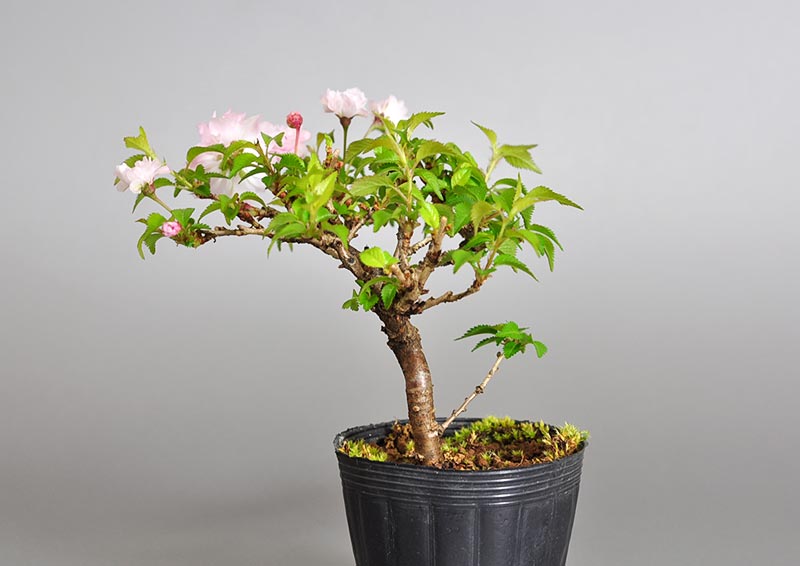 オシドリサクラ-C1（おしどりざくら・鴛鴦桜）花もの盆栽を右側から見た景色・Prunus incisa Thunb. ex Murray bonsai