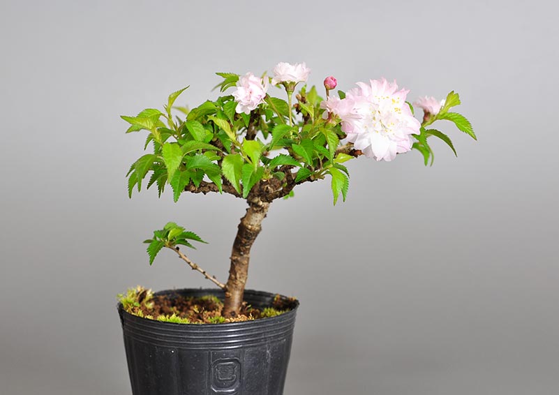 オシドリサクラ-C1（おしどりざくら・鴛鴦桜）花もの盆栽を左側から見た景色・Prunus incisa Thunb. ex Murray bonsai