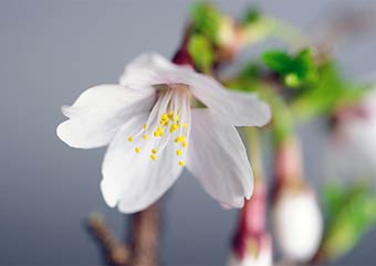 フジザクラの花・サクラ（ふじざくら・さくら・富士桜・桜）盆栽の樹作りの参考樹形・Prunus incisa Thunb. ex Murray Best bonsai