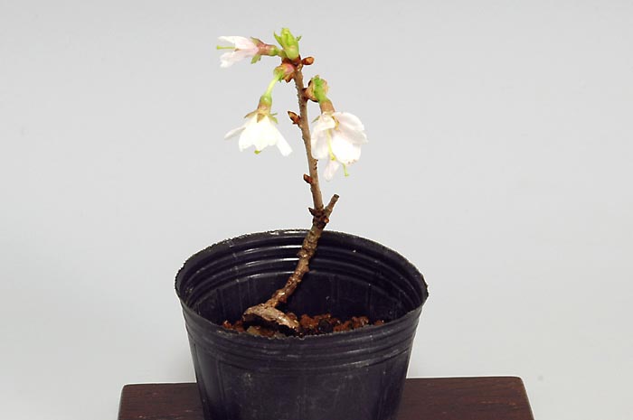 フジザクラI（ふじざくら・富士桜）花もの盆栽の販売と育て方・作り方・Prunus incisa Thunb. ex Murray bonsai