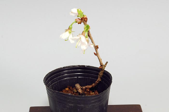 フジザクラI（ふじざくら・富士桜）花もの盆栽を右側から見た景色・Prunus incisa Thunb. ex Murray bonsai