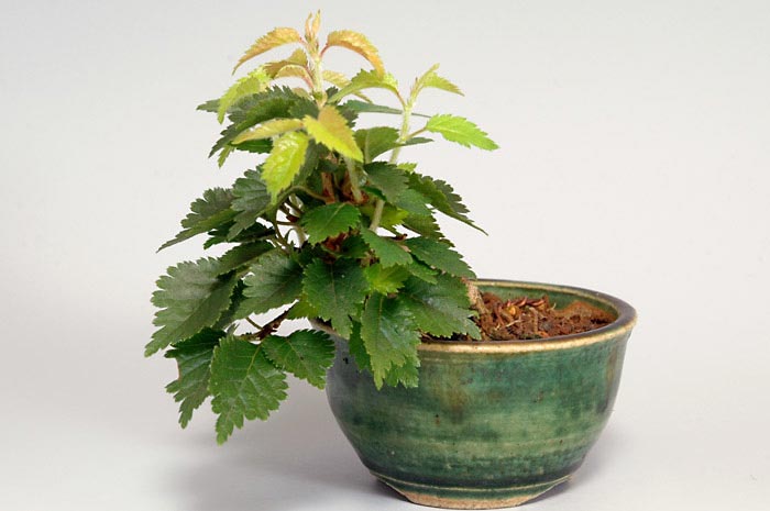 フジザクラK（ふじざくら・富士桜）花もの盆栽の販売と育て方・作り方・Prunus incisa Thunb. ex Murray bonsai