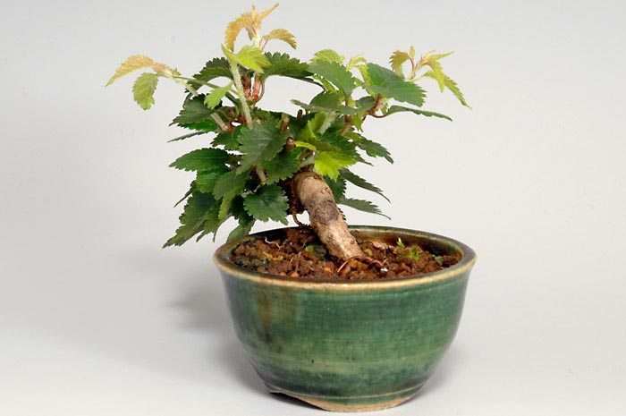 フジザクラK（ふじざくら・富士桜）花もの盆栽を右側から見た景色・Prunus incisa Thunb. ex Murray bonsai