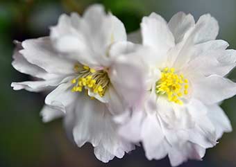 オシドリザクラの花・サクラ（おしどりざくら・さくら・鴛鴦桜・桜）盆栽の樹作りの参考樹形・Prunus incisa Thunb. ex Murray Best bonsai