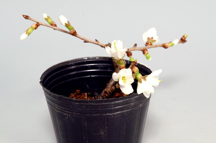 フジザクラ-S(ふじざくら・富士桜)花もの盆栽を右側から見た景色・Prunus incisa Thunb. ex Murray bonsai