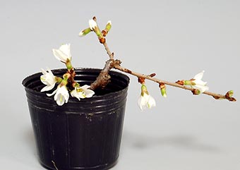 フジザクラ-S・サクラ（ふじざくら・さくら・富士桜・桜）盆栽の樹作りの参考樹形・Prunus incisa Thunb. ex Murray Best bonsai