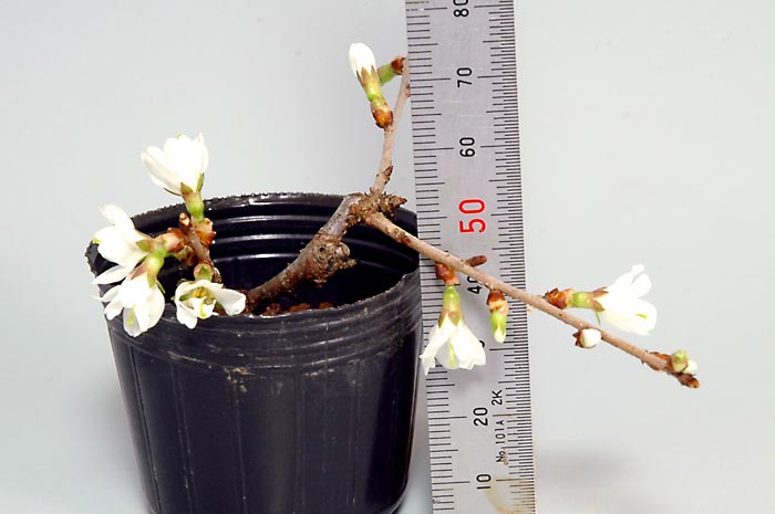 フジザクラ-S（ふじざくら・富士桜）花もの盆栽を別側から見た景色・Prunus incisa Thunb. ex Murray bonsai