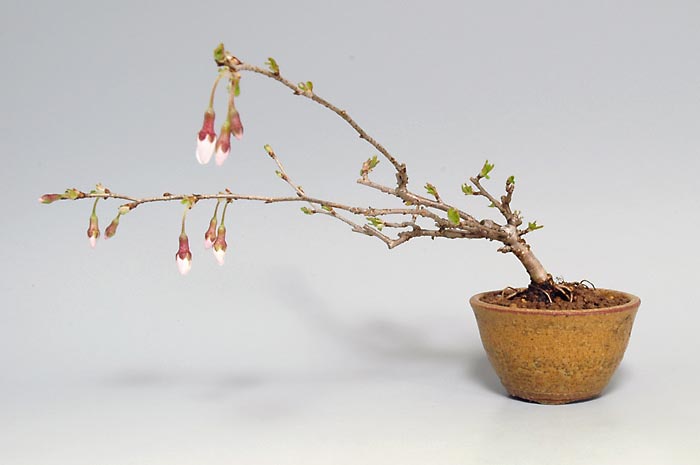 フジザクラT・サクラ（ふじざくら・さくら・富士桜・桜）花もの盆栽の販売と育て方・作り方・Prunus incisa Thunb. ex Murray bonsai photo
