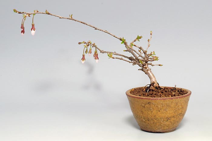 フジザクラT・サクラ（ふじざくら・さくら・富士桜・桜）花もの盆栽を右側から見た景色・Prunus incisa Thunb. ex Murray bonsai photo