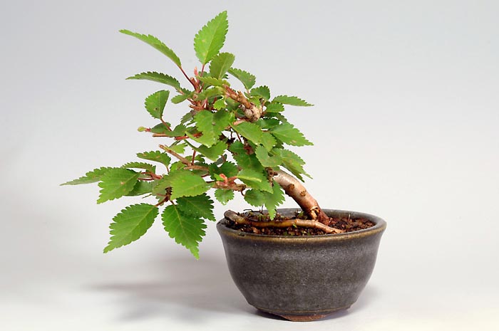 フジザクラX（ふじざくら・富士桜）花もの盆栽の販売と育て方・作り方・Prunus incisa Thunb. ex Murray bonsai photo