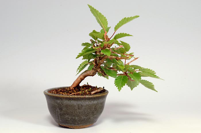 フジザクラX（ふじざくら・富士桜）花もの盆栽を裏側から見た景色・Prunus incisa Thunb. ex Murray bonsai photo