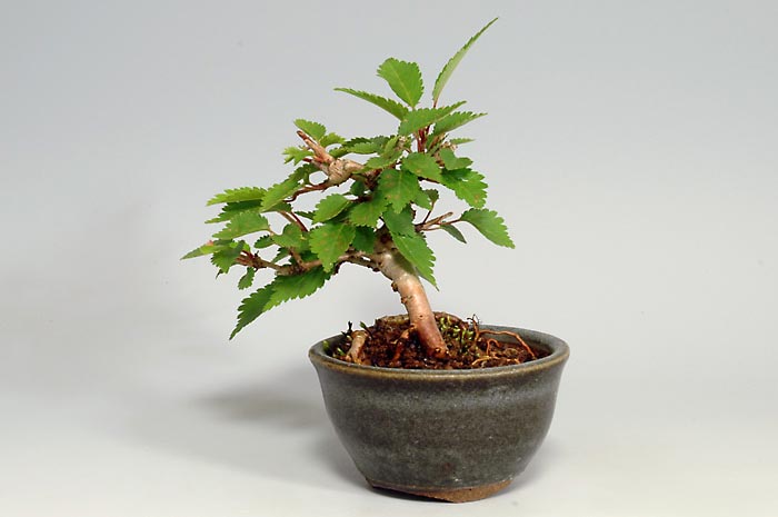 フジザクラX（ふじざくら・富士桜）花もの盆栽を右側から見た景色・Prunus incisa Thunb. ex Murray bonsai photo