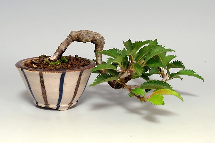 フジザクラ-Y（ふじざくら・富士桜）花もの盆栽を裏側から見た景色・Prunus incisa Thunb. ex Murray bonsai