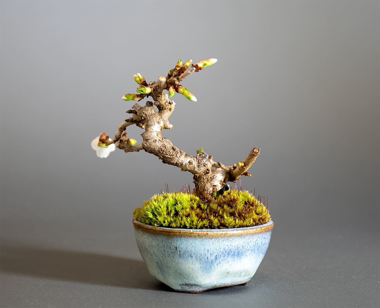 フジザクラ-Z（ふじざくら・富士桜）花もの盆栽を裏側から見た景色・Prunus incisa Thunb. ex Murray bonsai