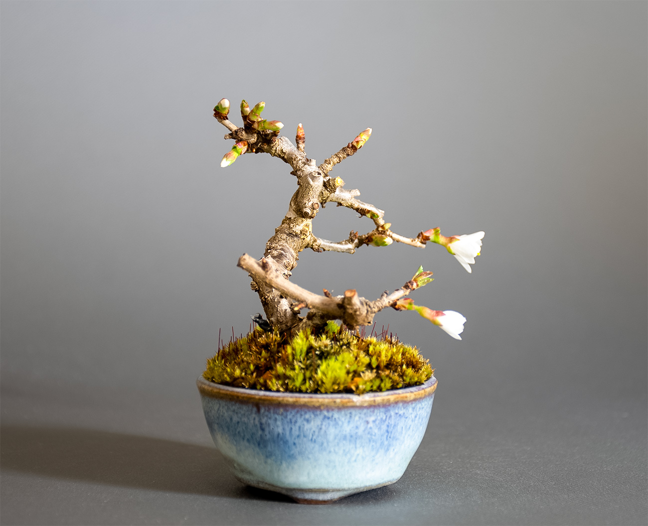 フジザクラ-Z（ふじざくら・富士桜）花もの盆栽を左側から見た景色・Prunus incisa Thunb. ex Murray bonsai