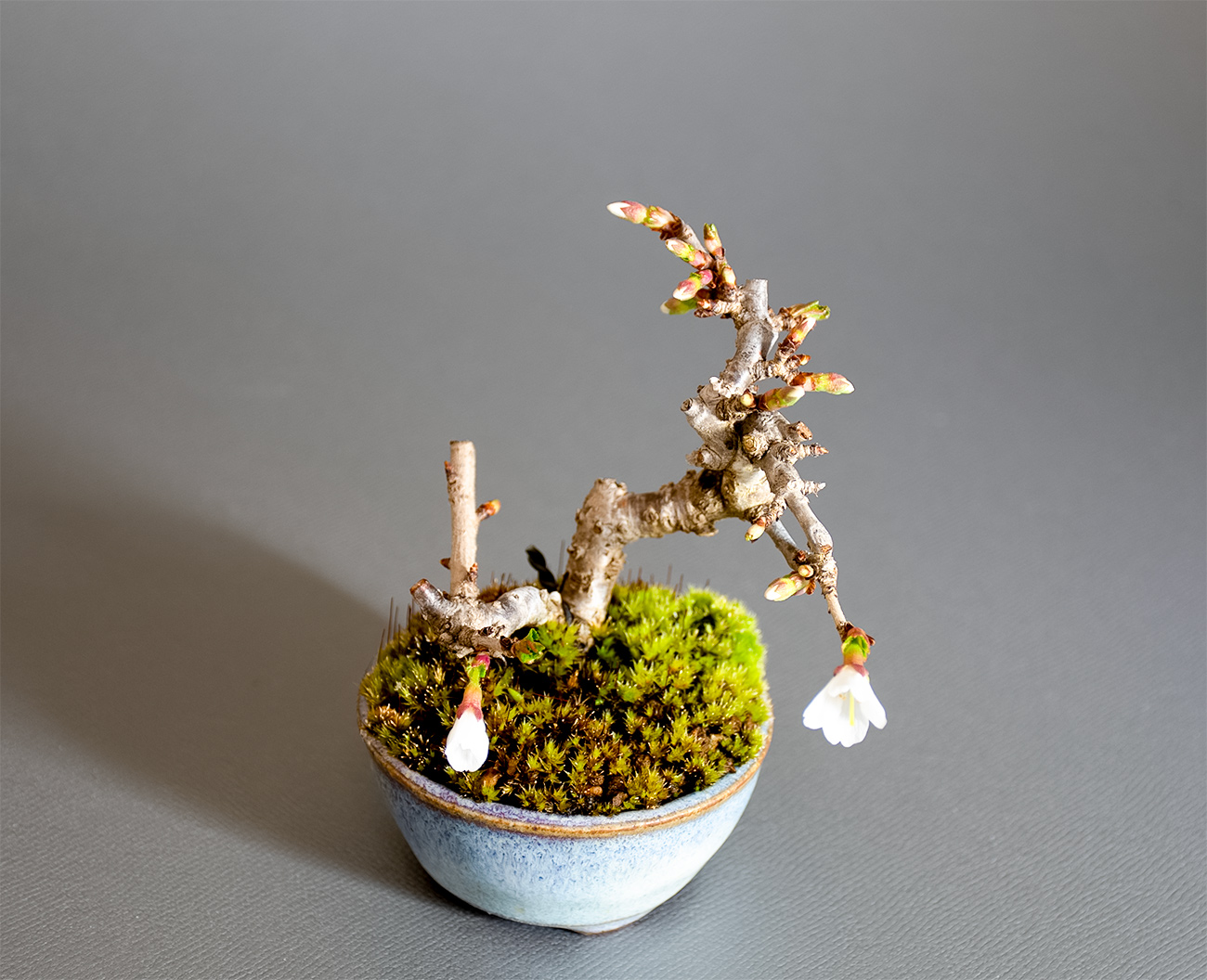 フジザクラ-Z（ふじざくら・富士桜）花もの盆栽を上側から見た景色・Prunus incisa Thunb. ex Murray bonsai