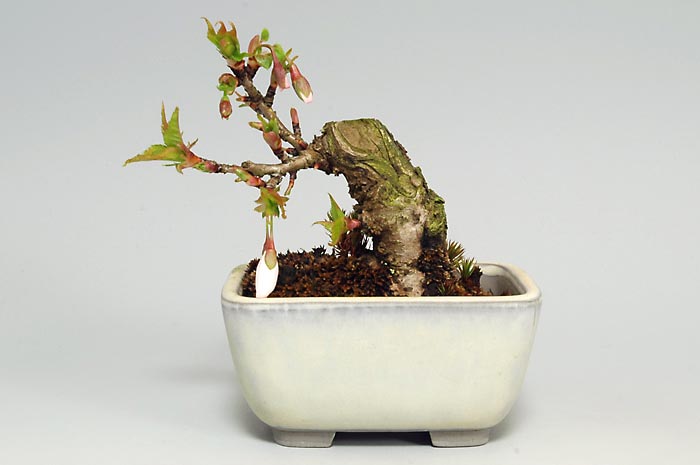 フユザクラA（ふゆざくら・冬桜）花もの盆栽の販売と育て方・作り方・Cerasus ×parvifolia ‘Fuyu-zakura’ bonsai