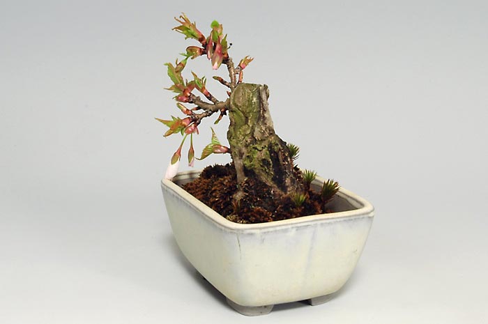 フユザクラA（ふゆざくら・冬桜）花もの盆栽を右側から見た景色・Cerasus ×parvifolia ‘Fuyu-zakura’ bonsai