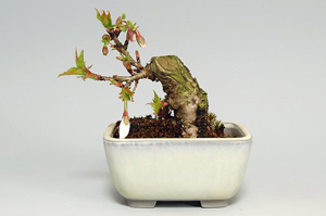 フユザクラ-C・サクラ（ふゆざくら・さくら・冬桜・桜）花もの盆栽の樹作りの参考樹形・Cerasus ×parvifolia ‘Fuyu-zakura’Best bonsai