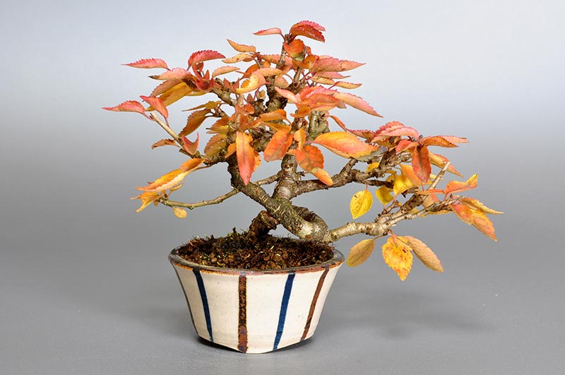 フユザクラ-B（ふゆざくら・冬桜）花もの盆栽の販売と育て方・作り方・Cerasus ×parvifolia ‘Fuyu-zakura’ bonsai