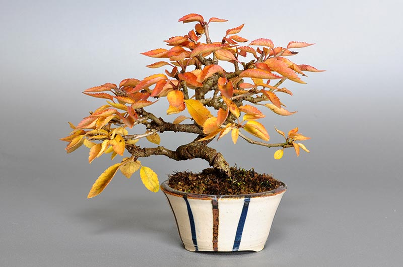 フユザクラ-B（ふゆざくら・冬桜）花もの盆栽を裏側から見た景色・Cerasus ×parvifolia ‘Fuyu-zakura’ bonsai