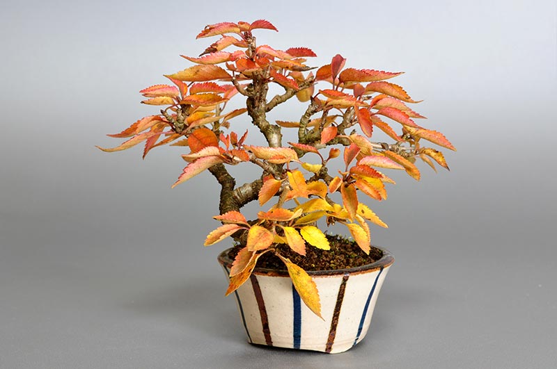 フユザクラ-B（ふゆざくら・冬桜）花もの盆栽を右側から見た景色・Cerasus ×parvifolia ‘Fuyu-zakura’ bonsai