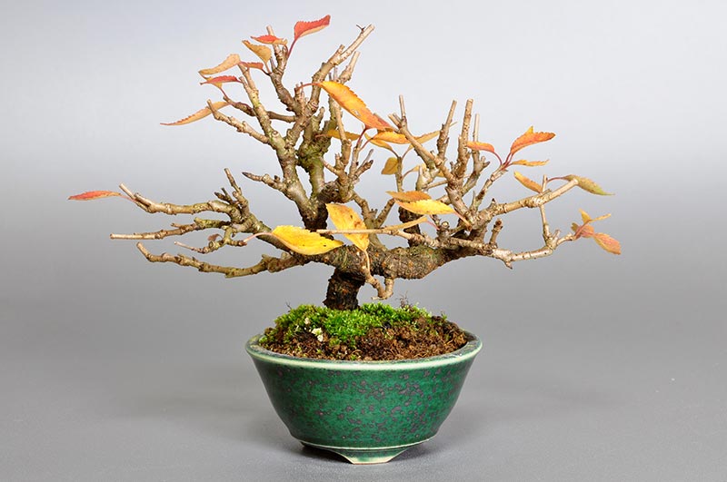 フユザクラ-C-1（ふゆざくら・冬桜）花もの盆栽の販売と育て方・作り方・Cerasus ×parvifolia ‘Fuyu-zakura’ bonsai