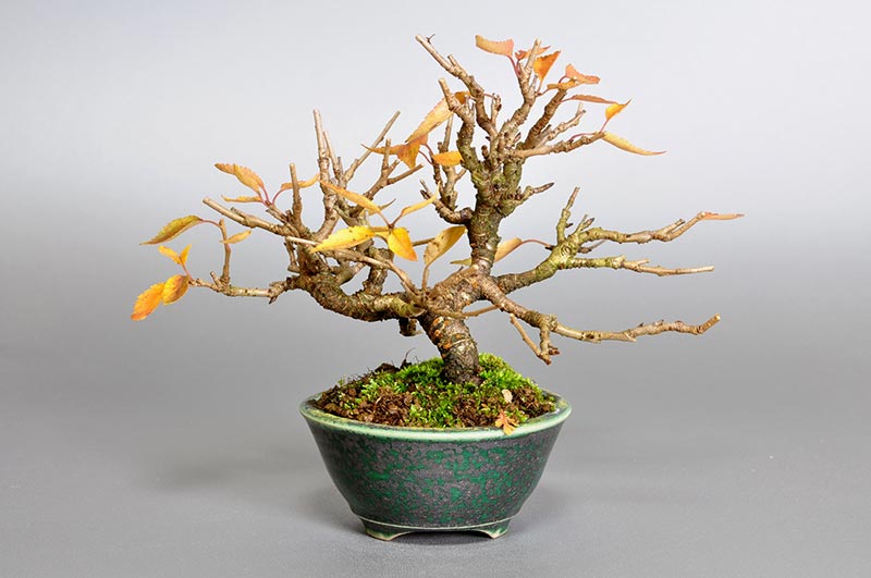 フユザクラ-C-1（ふゆざくら・冬桜）花もの盆栽を裏側から見た景色・Cerasus ×parvifolia ‘Fuyu-zakura’ bonsai