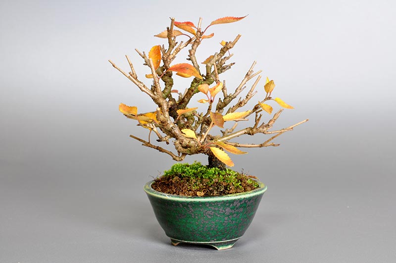 フユザクラ-C-1(ふゆざくら・冬桜)花もの盆栽を右側から見た景色・Cerasus ×parvifolia ‘Fuyu-zakura’ bonsai
