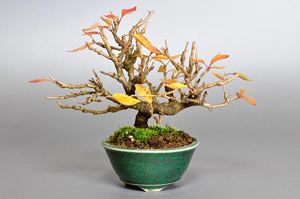 フユザクラ-C（ふゆざくら・冬桜）盆栽の成長記録-1・Cerasus ×parvifolia ‘Fuyu-zakura’ bonsai