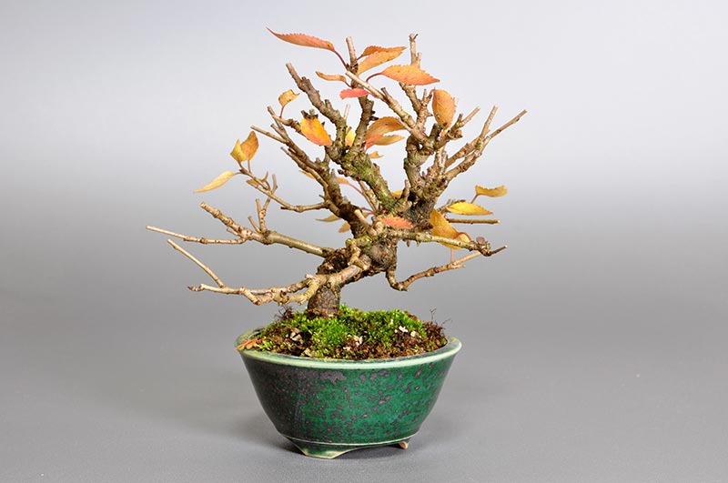 フユザクラ-C-1(ふゆざくら・冬桜)花もの盆栽を左側から見た景色・Cerasus ×parvifolia ‘Fuyu-zakura’ bonsai