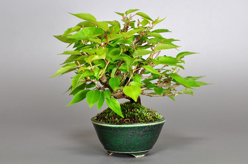 フユザクラ-C（ふゆざくら・冬桜）花もの盆栽を右側から見た景色・Cerasus ×parvifolia ‘Fuyu-zakura’ bonsai