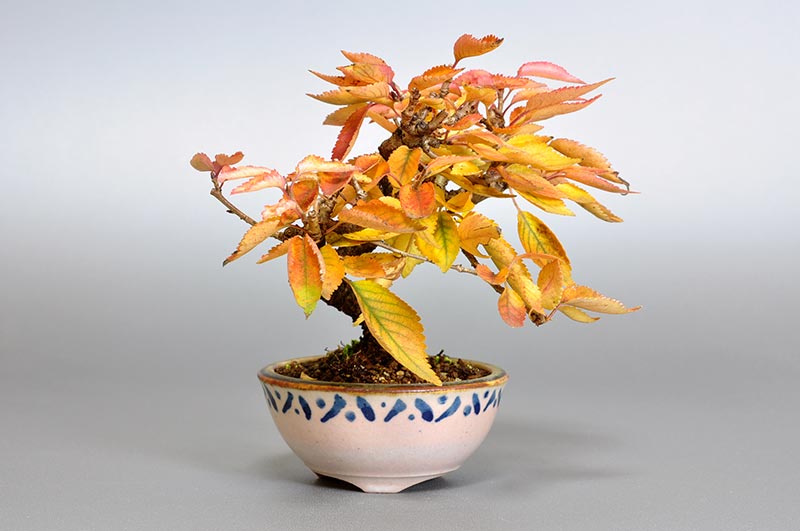 フユザクラD（ふゆざくら・冬桜）花もの盆栽の販売と育て方・作り方・Cerasus ×parvifolia ‘Fuyu-zakura’ bonsai photo