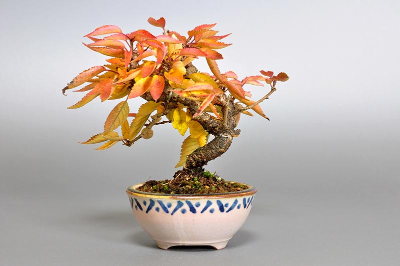 フユザクラD（ふゆざくら・冬桜）花もの盆栽を裏側から見た景色・Cerasus ×parvifolia ‘Fuyu-zakura’ bonsai photo
