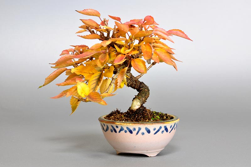 フユザクラD（ふゆざくら・冬桜）花もの盆栽を右側から見た景色・Cerasus ×parvifolia ‘Fuyu-zakura’ bonsai photo