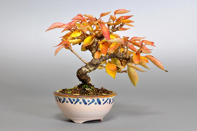 フユザクラD（ふゆざくら・冬桜）花もの盆栽を左側から見た景色・Cerasus ×parvifolia ‘Fuyu-zakura’ bonsai photo