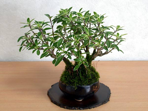 ハクチョウゲA（はくちょうげ・白丁花）花もの盆栽の販売と育て方・作り方・Serissa japonica bonsai