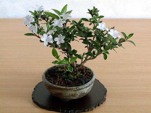 ハクチョウゲB（はくちょうげ・白丁花）花もの盆栽の販売と育て方・作り方・Serissa japonica bonsai