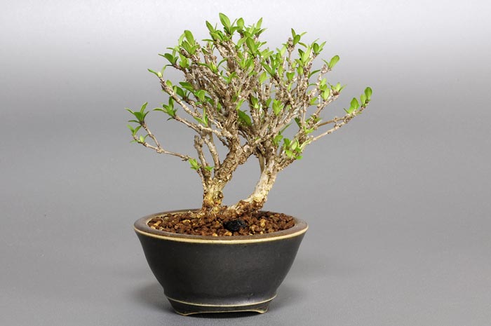 ハクチョウゲC（はくちょうげ・白丁花）花もの盆栽を裏側から見た景色・Serissa japonica bonsai