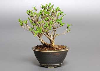 ハクチョウゲ-C（はくちょうげ・白丁花）盆栽の樹作りの参考樹形・Serissa japonica Best bonsai